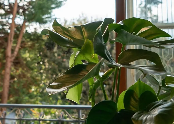 Casa Mimosa A 2 Passi Dal Mare Con Garage *