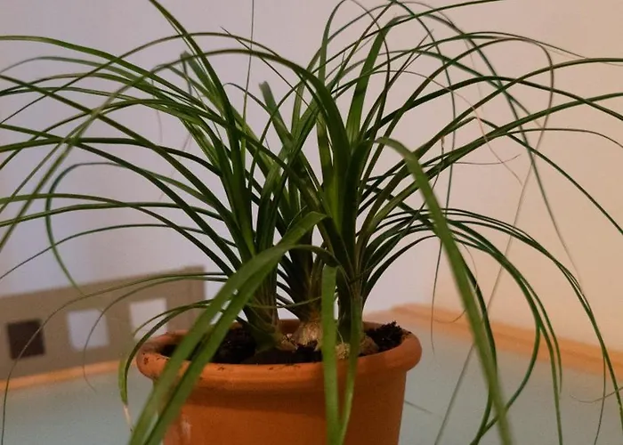 Casa Mimosa A 2 Passi Dal Mare Con Garage * Rapallo